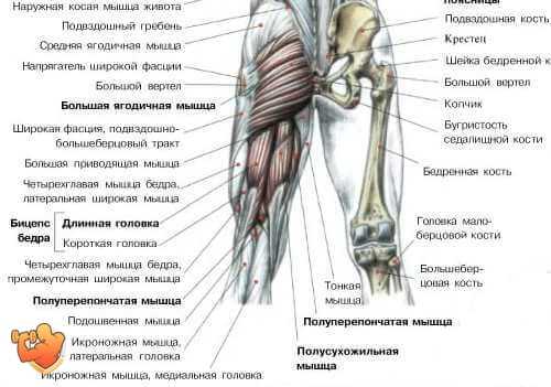 Кости Ноги Человека Фото С Описанием